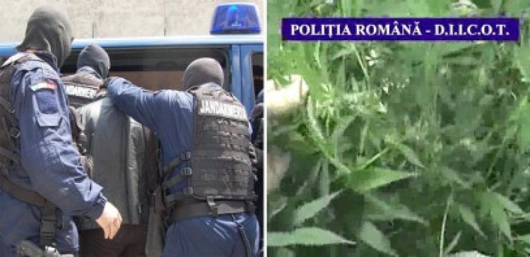 Cannabis de peste 1 milion de dolari, confiscat de la o fermă din Dorobanţu